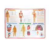 MANTEL INDIVIDUAL SISTEMA CUERPO EDUCACTIVITY