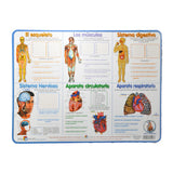 MANTEL INDIVIDUAL SISTEMA CUERPO EDUCACTIVITY